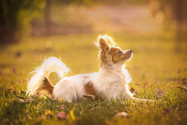 Papillon Dog Breed Complete Guide - AZ Animals