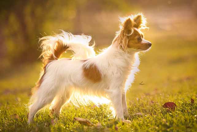 Papillon Dog Breed Complete Guide - AZ Animals