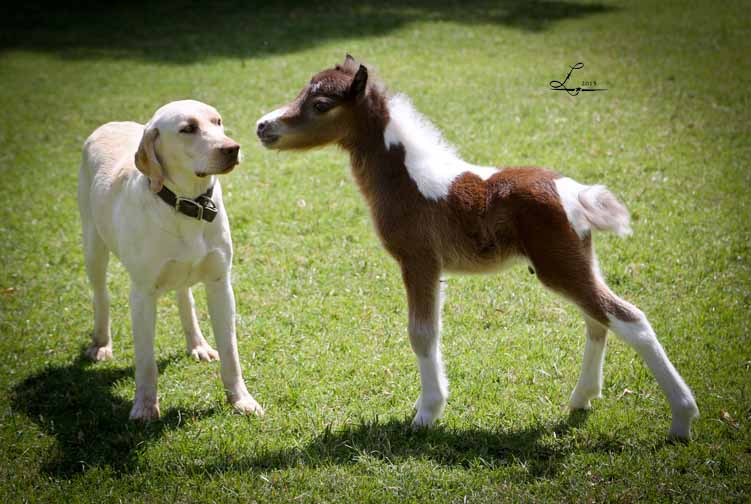 miniature horse breeder in arizona, miniature horse stud in arizona