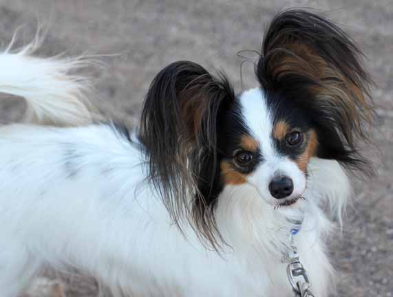 Toy Papillon Puppies, papillon dog