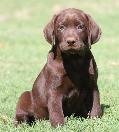 akc chocolate lab puppies