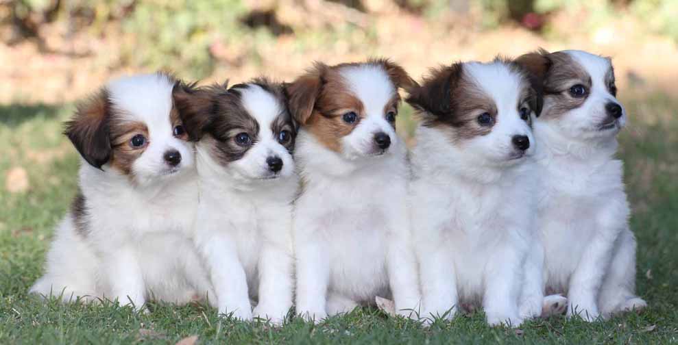 Papillon Puppies For Sale  Available in Phoenix & Tucson, AZ