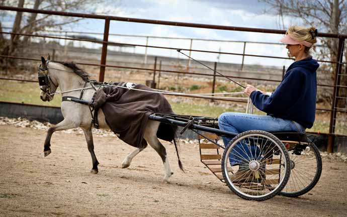 Miniature horse buggy for sale on sale