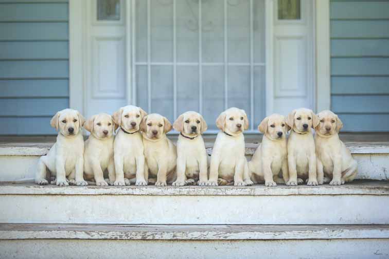 Lab hunting best sale dogs for sale