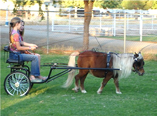 miniature horse buggy for sale